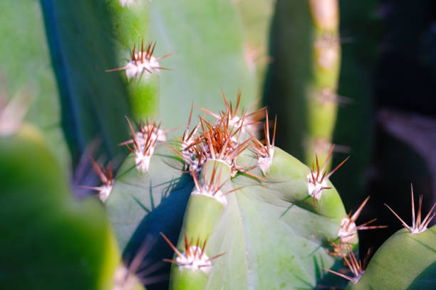 Nature Photography of Red thorns from green cactus plants background. Textured Details of beautiful and exotic Plants in the wild. Graphic Resources. Botanical Photography. Plants Close-up.