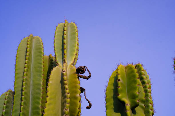 Nature Photography of towering green cactus plants with a blue sky background. Textured Details of beautiful and exotic Plants in the wild. Graphic Resources. Botanical Photography. Plants Close-up. Nature Photography Concept
