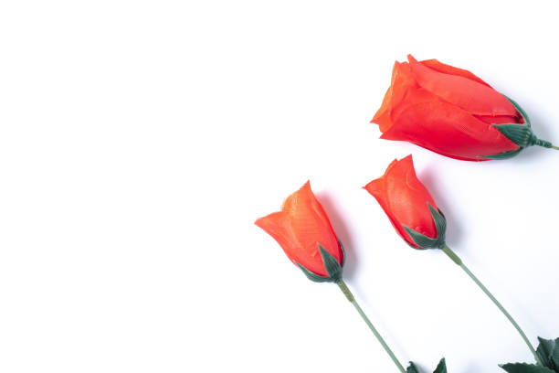 istock Red rose flower isolated on white background with copy space 2159766660