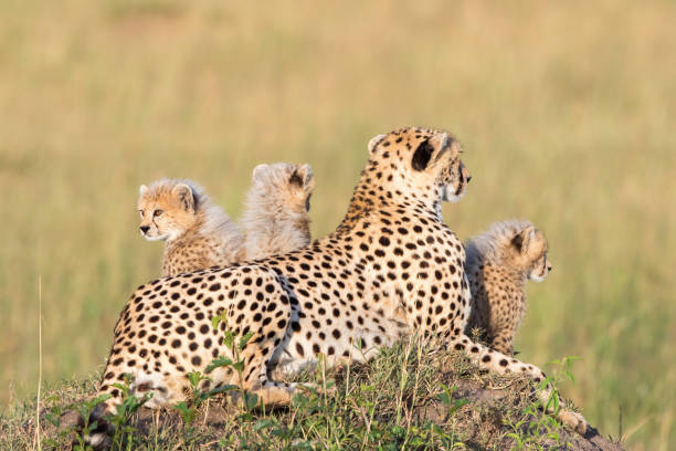 istock Cheetahs with her cubs who are watching the savannah 2159767859