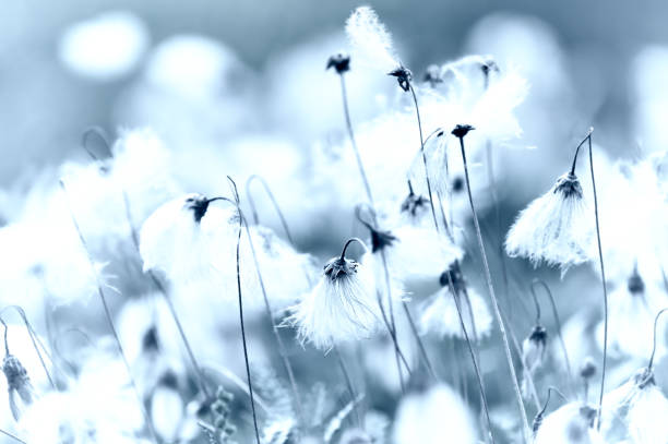 istock Nature background with spring flowers. Selective and soft focus. Close up. 2159768483