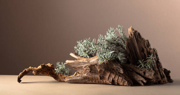 istock Nature scene with a composition of lavender and dry snags. 2159768589