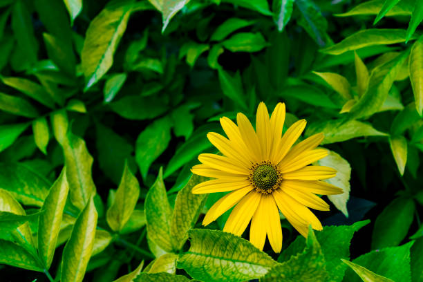 Yellow Daisy, Marguerite, Bellis Perennis