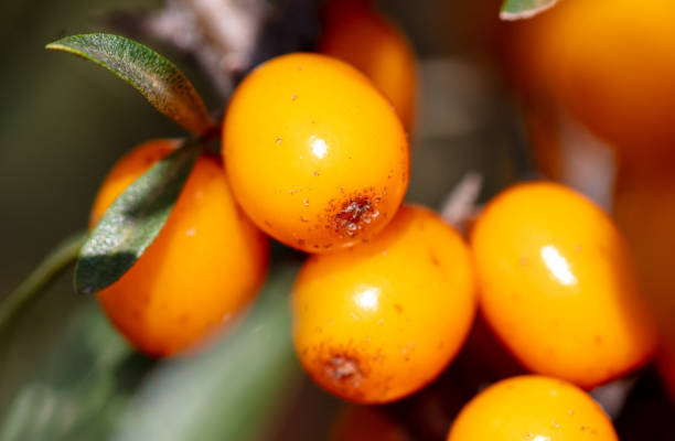 Ripe sea buckthorn on a tree in summer. Macro.