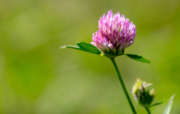istock Pink flower on clover in nature. Macro 2159770933