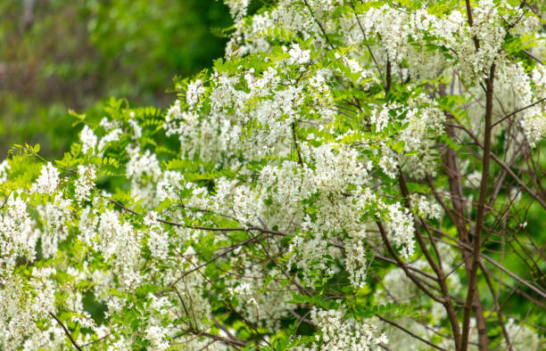 istock White flowers on an acacia tree in the park 2159770989