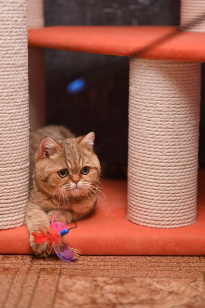 istock a cat with a toy in its paws. vertical 2159771247