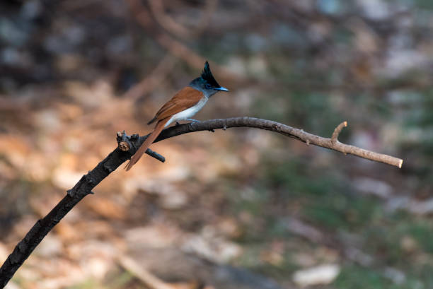 Indian paradise flycatcher female bird perched on a branch with use of selective focus