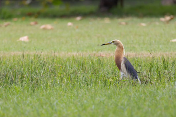 istock A bird is standing in a field of grass 2159771749