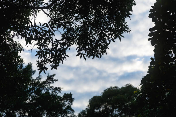 Silhouette of the sky and trees at dusk.