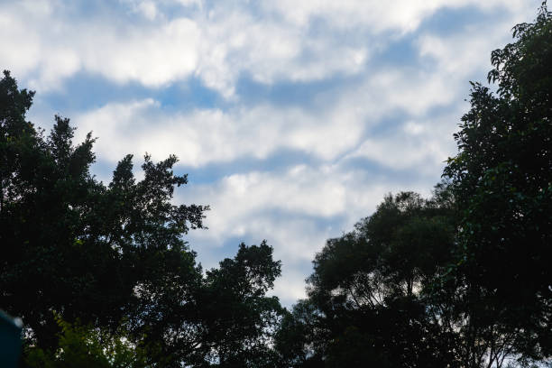 Silhouette of the sky and trees at dusk.