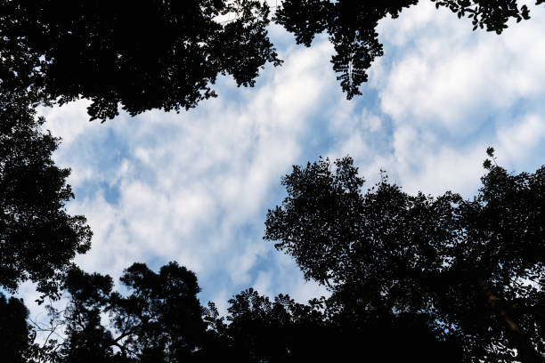 Silhouette of the sky and trees at dusk.