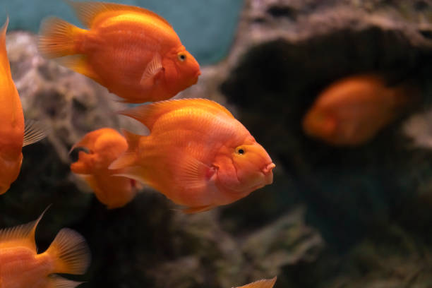 istock A goldfish with shimmering orange scales glides through a rectangular glass tank 2159772529