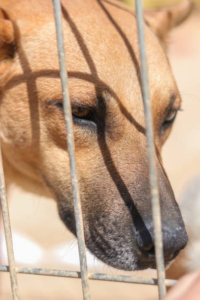 dog behind bars at dog rescue sanctuary
