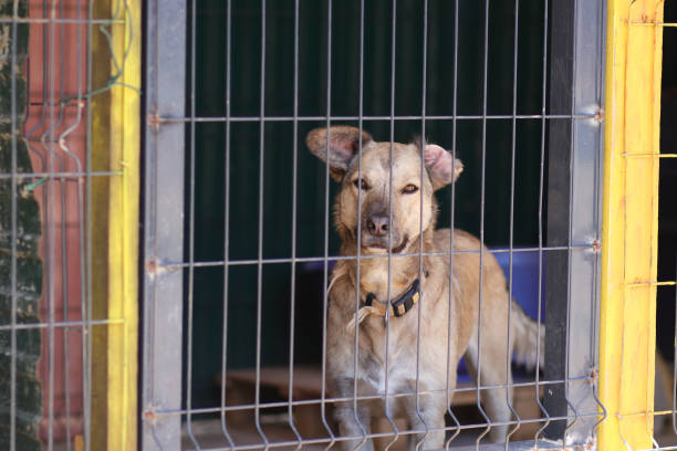 dog behind bars at dog rescue sanctuary