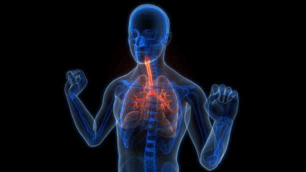istock Human Respiratory System Lungs Anatomy 2159775377