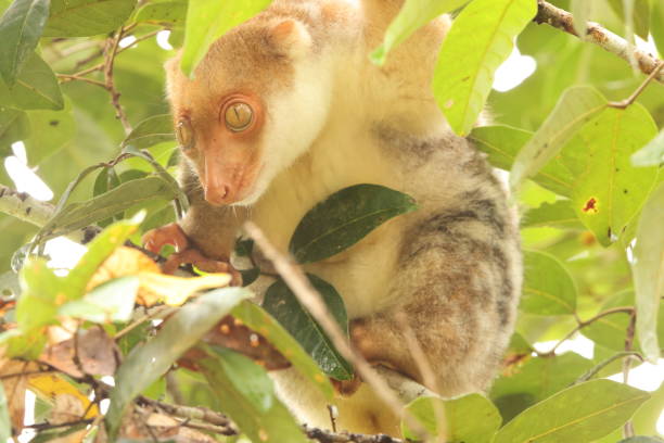 Waigeou cuscus or Waigeou spotted cuscus (Spilocuscus papuensis) is a species of marsupial in the family Phalangeridae. It is endemic to the island of Waigeo in Indonesia.
