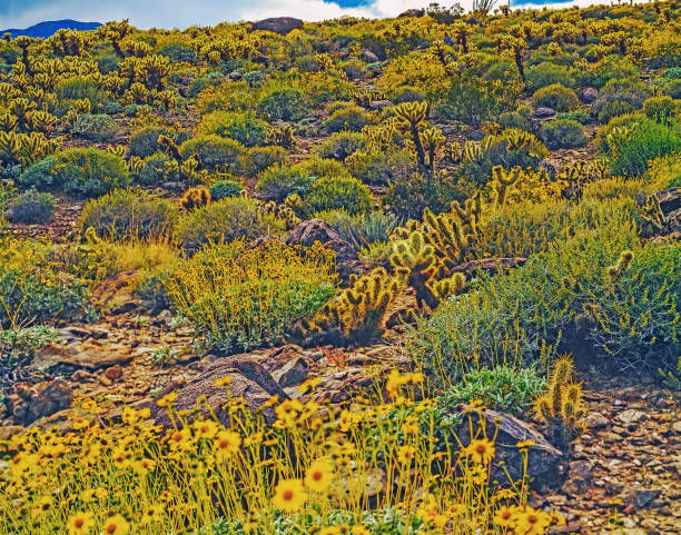 istock Blooming  Desert, California 2159775675
