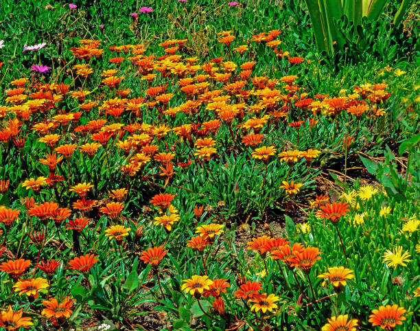 Blooming Gezanie in the Garden