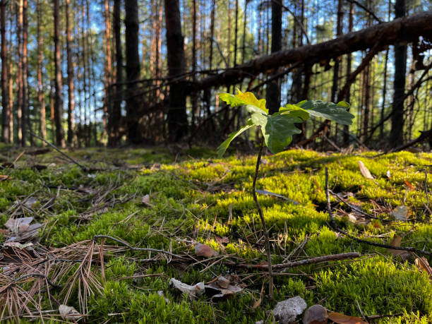 istock A small tree is growing in the forest. The tree is surrounded by moss and leaves. Concept of growth and life in nature 2159776288