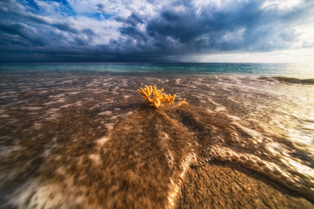 Seashell getting Splashed by a Wave from the Ocean in Cancun, Mexico