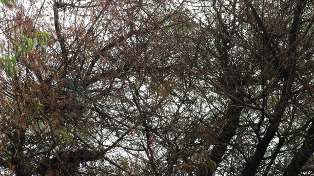 istock Dry tree branches seen from below with the sky in the background 2159779619