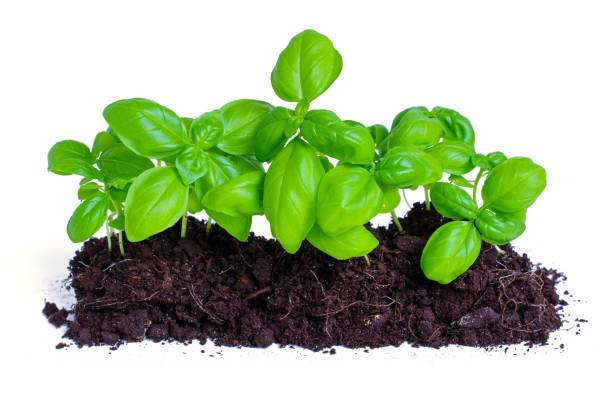 istock Vibrant Young Basil Plants Growing in Rich Soil Isolated on White 2159779905