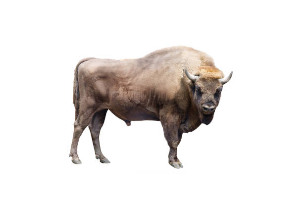 istock european Bison isolated on white background 2159780727