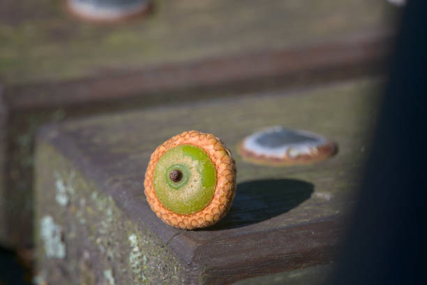 Acorn sitting by the sun on the bench