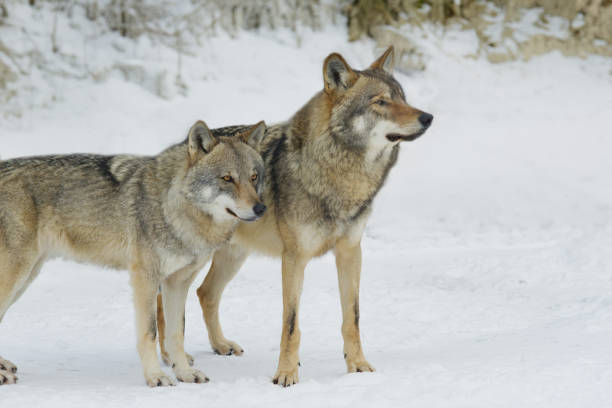 istock wolf and she-wolf against the backdrop of a winter forest 2159780911