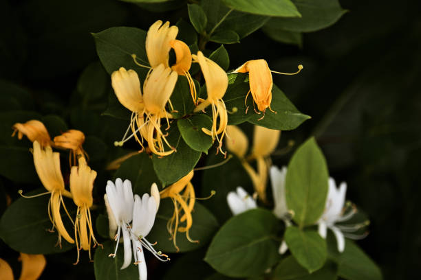 istock The World of Flowers 2159781312