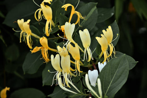 istock The World of Flowers 2159781313