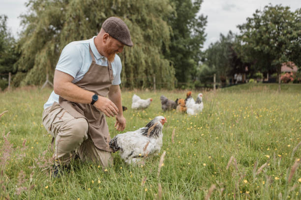 istock Redhead chicken farmer in a small rural Netherlands farmyard 2159781344