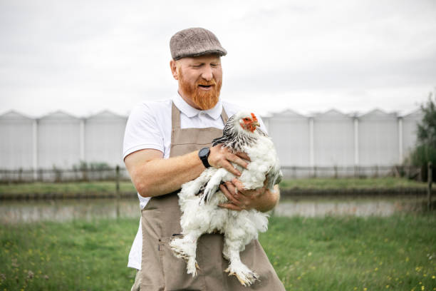 istock Redhead chicken farmer in a small rural Netherlands farmyard 2159781394