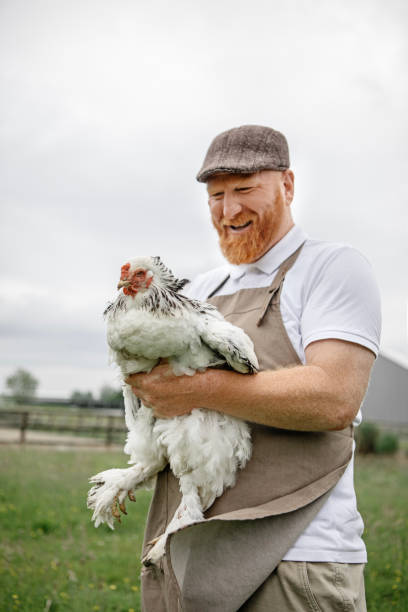 istock Redhead chicken farmer in a small rural Netherlands farmyard 2159781466