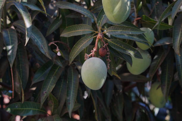 istock Mongo fruit hanging on tree. Organic argriculture concept 2159781495