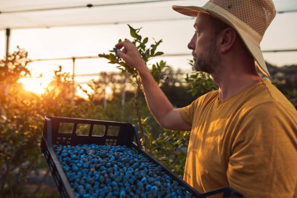 istock Farmer picking fresh blueberries on a farm. 2159783903
