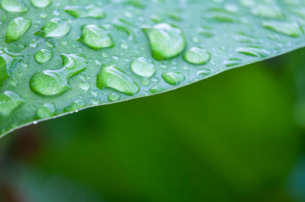 Close up of beautiful water drops on leaf after rainy