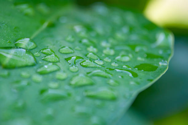 istock Close up of water drops on leaf with customizable space for text or wishes. 2159785109