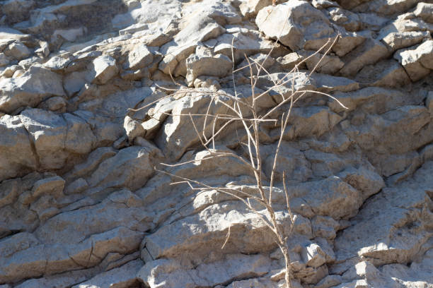 Background of rocks with tree in the nature. Nature concept.