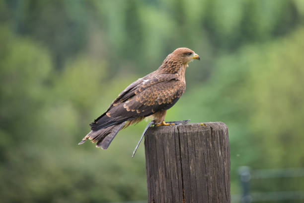 istock Bird of prey at air show 2159786505