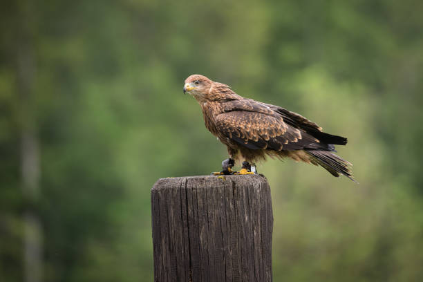 istock Bird of prey at air show 2159786509