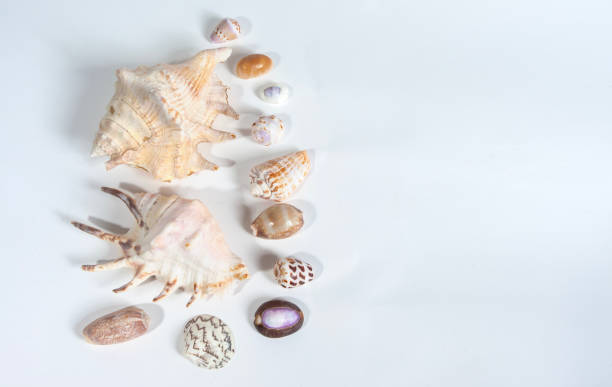 istock various sea animal shells isolated on a white background, shellfish, their interesting shapes and colors make them often used as decorations 2159787363
