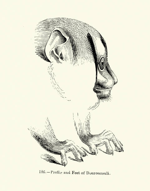 Vintage wildlife illustration, Douroucoulis or night monkey