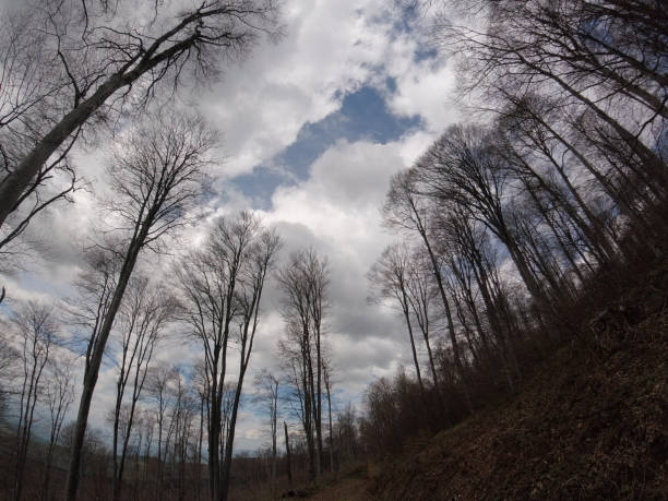 Cloudy day in forest. Tall trees without leaves and blue sky with white clouds. Beautiful autumn panorama.