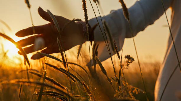 istock Sundown Caress on Wildflower Meadow 2159788790