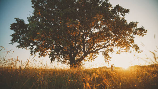 istock Serene Swing Time for Girl at Sunset 2159788848