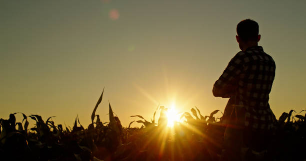 istock Confident young man admires the sunset over a cornfield, rear view 2159788873