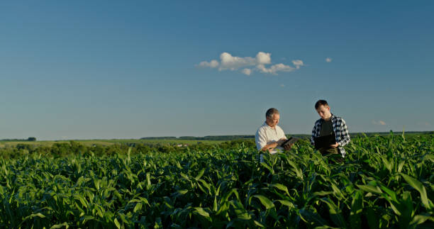 istock Two farmers from different generations collaborating in a cornfield, using a laptop. Concept of learning and knowledge transfer 2159789038