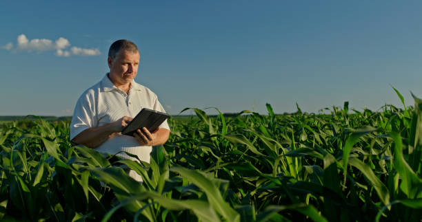 istock Farmer using a laptop, standing in the distance among green corn 2159789092